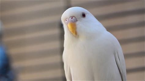 Muhabbet albino